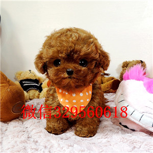 河池哪里有卖纯种泰迪繁殖可爱玩具体泰迪黑色泰迪长不大的玩具犬