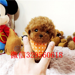 河池哪里有卖纯种泰迪繁殖可爱玩具体泰迪黑色泰迪长不大的玩具犬