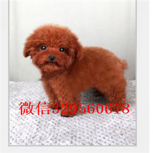 中卫哪里有卖纯种泰迪红色泰迪繁殖可爱玩具体泰迪玩具泰迪多少钱