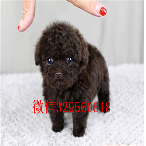 衡阳出售纯种泰迪犬多少钱繁殖可爱玩具体泰迪