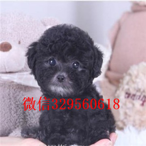 保山专业繁殖泰迪犬买纯种泰迪幼犬繁殖可爱玩