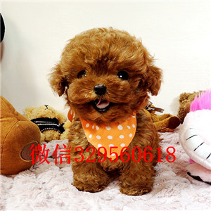 河池哪里有卖纯种泰迪繁殖可爱玩具体泰迪黑色泰迪长不大的玩具犬