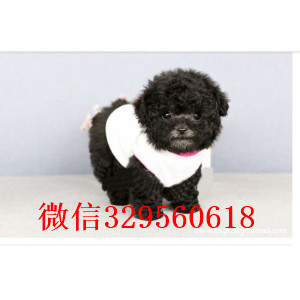 平凉专业繁殖泰迪犬红色泰迪出售纯种泰迪犬幼