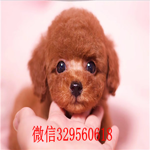 青岛哪里有卖泰迪 茶杯犬 泰迪多少钱一只 