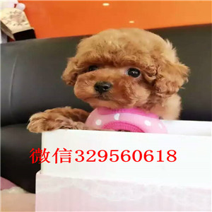 焦作专业繁殖泰迪犬买纯种泰迪幼犬繁殖可爱玩