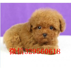 漯河哪里有卖纯种泰迪繁殖可爱玩具体泰迪灰色