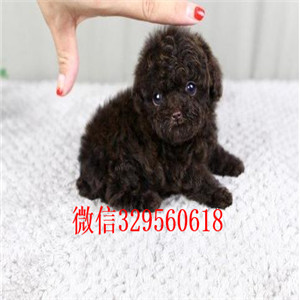 河池哪里有卖纯种泰迪繁殖可爱玩具体泰迪黑色