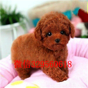 海南州专业繁殖泰迪犬繁殖可爱玩具体泰迪繁殖