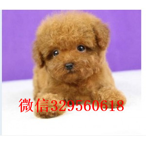 果洛州专业繁殖泰迪犬买纯种泰迪幼犬灰色泰迪