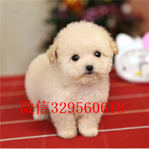 定西哪里有卖纯种泰迪买纯种泰迪幼犬出售纯种