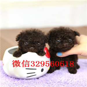 眉山哪里有卖纯种泰迪红色泰迪出售纯种泰迪犬