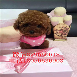 汕头哪里有卖泰迪犬白色泰迪多少钱一只泰迪犬