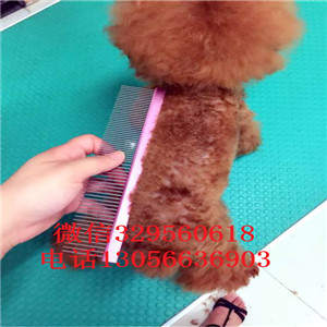 赤峰哪里有卖泰迪犬灰色泰迪多少钱一只泰迪犬