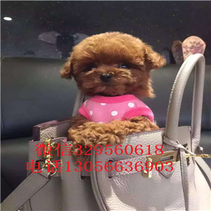 阳江哪里能买到纯种泰迪灰色泰迪多少钱一只泰