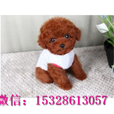 安康哪里能买到泰迪熊双血统泰迪犬多少钱泰迪