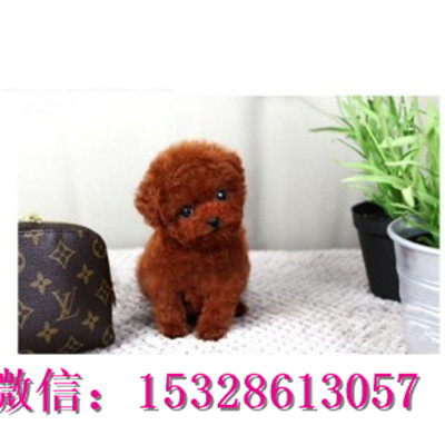 安康哪里有泰迪犬出售健康泰迪熊多少钱泰迪犬