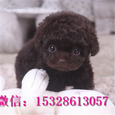 牡丹江哪里能买到泰迪熊纯种泰迪熊多少钱棕色