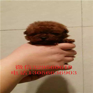 东营哪里有卖泰迪犬黑色泰迪多少钱一只泰迪犬图片玩具泰迪犬