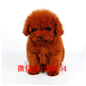 合肥本地养殖，茶杯体泰迪幼犬，活泼可爱