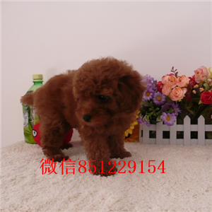 南昌哪里有卖花泰迪“灰白花”专业繁殖花泰迪