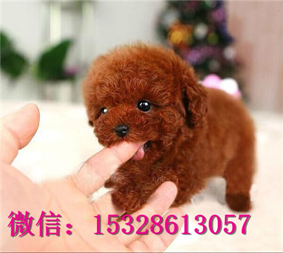 铜川哪里有泰迪犬出售健康泰迪熊多少钱泰迪犬