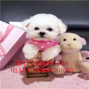  平顶山哪里卖茶杯犬多少钱袖珍茶杯犬出售茶