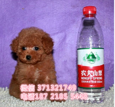 泰迪犬出售，贵宾犬狗狗小型犬红色可以自取 全