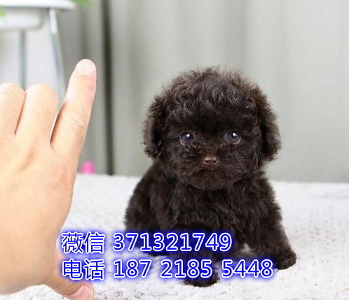 茶杯犬舍出售 茶杯泰迪犬 狗场繁殖 深圳基地