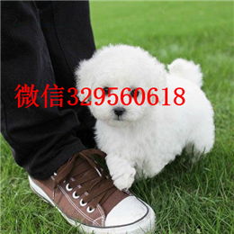  日照哪里有卖茶杯犬茶杯犬能长多大茶杯犬多