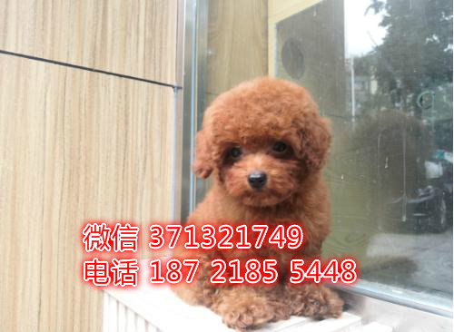 泰迪犬出售纯种幼犬，玩具体的一窝 小型犬活泼