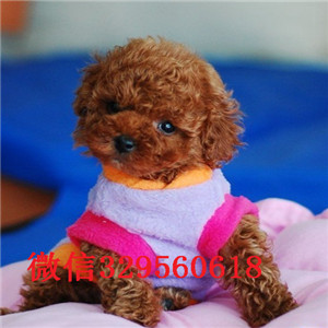  衡阳哪里有卖茶杯犬纯种茶杯犬多少钱茶杯泰