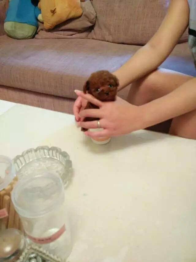  南昌哪里卖茶杯犬多少钱纯种茶杯犬多少钱茶