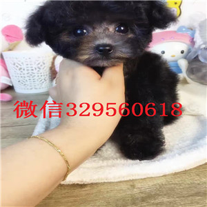  西安哪里能买到纯种茶杯犬纯种茶杯犬价格茶