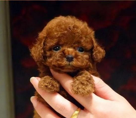 济南宠物狗犬舍出售纯种泰迪犬幼犬领养宠物狗