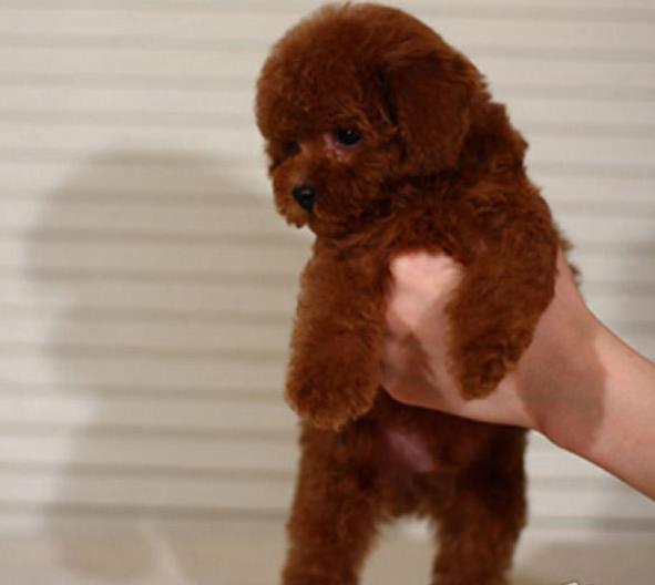 文山犬舍出售纯种茶杯泰迪犬宠物狗市场在哪买