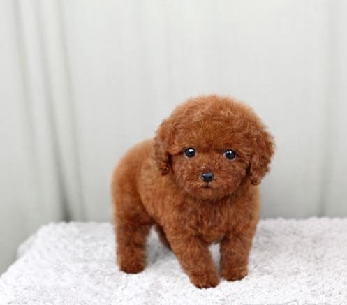 上海犬舍出售纯种泰迪犬 迷你泰迪哪里有卖宠