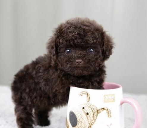 深圳犬舍出售纯种泰迪犬 宠物狗网站卖狗买狗