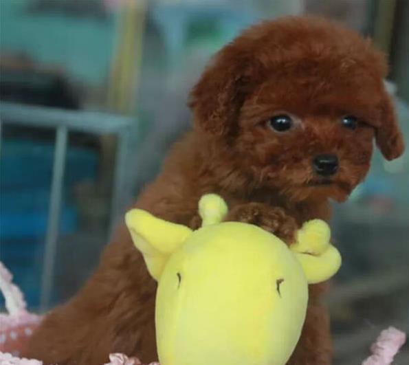 武汉犬舍出售纯种泰迪犬 宠物狗网站卖狗买狗