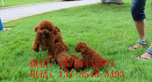 常德犬舍出售纯种茶杯泰迪犬宠物狗市场在哪买狗卖狗