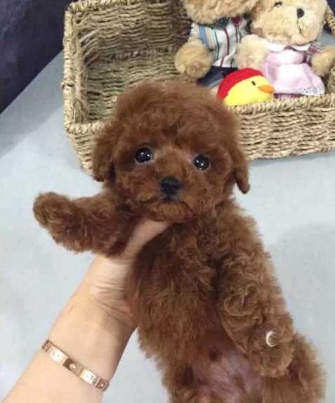 武汉犬舍出售纯种泰迪犬 迷你泰迪哪里有卖宠