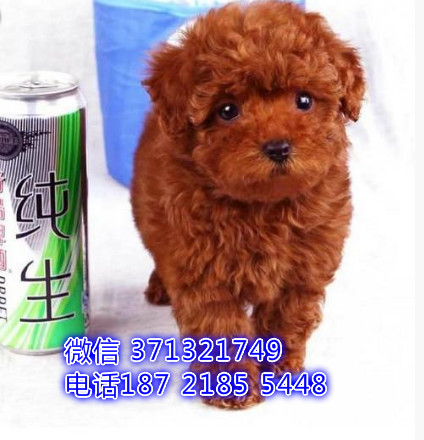 杭州泰迪犬出售纯种幼犬 杭州狗场出售贵宾犬