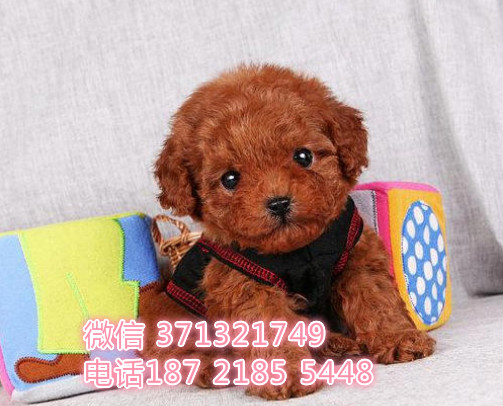 茶杯泰迪出售，红色 长沙狗场出售小型犬狗狗