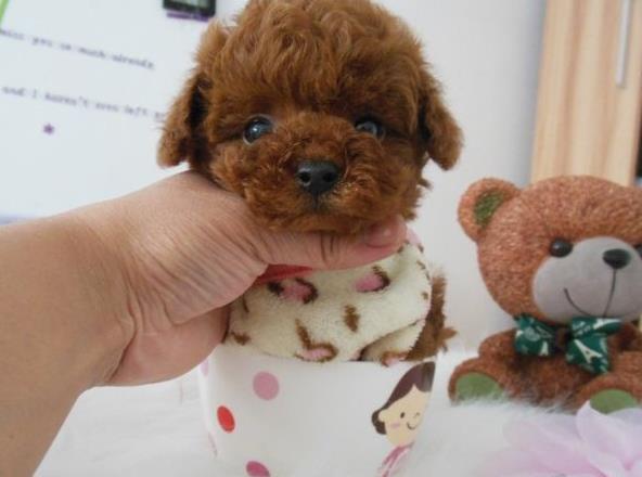 西安宠物狗狗出售纯种泰迪犬幼犬迷你茶杯泰迪
