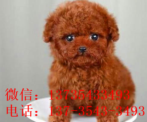 西安宠物狗狗出售纯种泰迪犬幼犬迷你茶杯泰迪犬领养宠