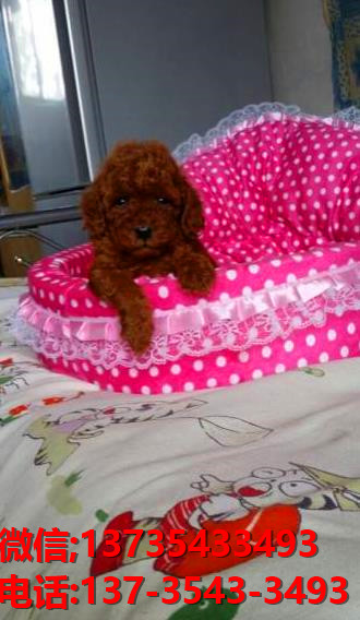 厦门宠物狗犬舍出售纯种泰迪犬 狗市场在哪有狗卖狗信息