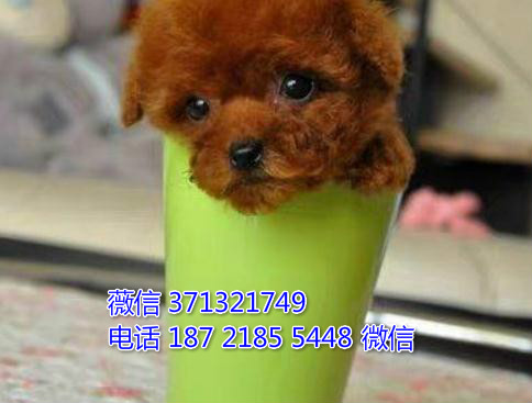 泰迪出售纯种，茶杯泰迪犬狗狗 深圳泰迪狗狗出