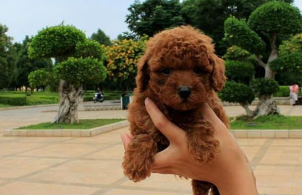 平凉犬舍出售纯种茶杯泰迪犬宠物狗市场在哪买