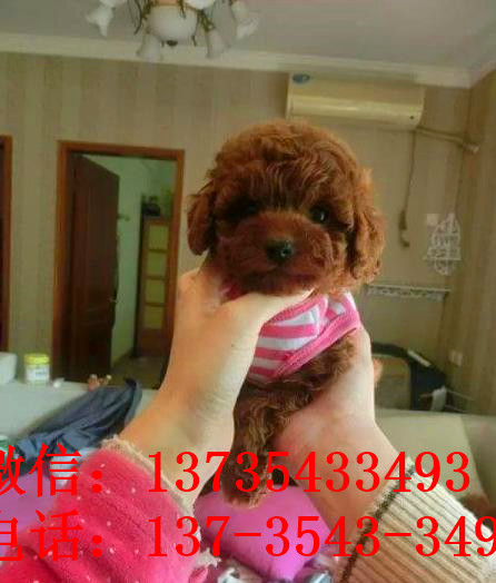 常德犬舍出售纯种茶杯泰迪犬宠物狗市场在哪买狗卖狗