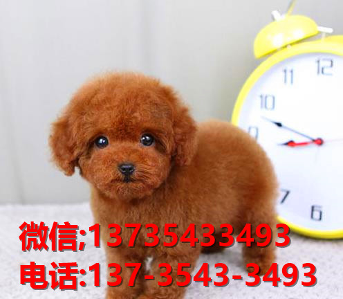 许昌宠物狗犬舍出售纯种泰迪犬 长不大宠物狗