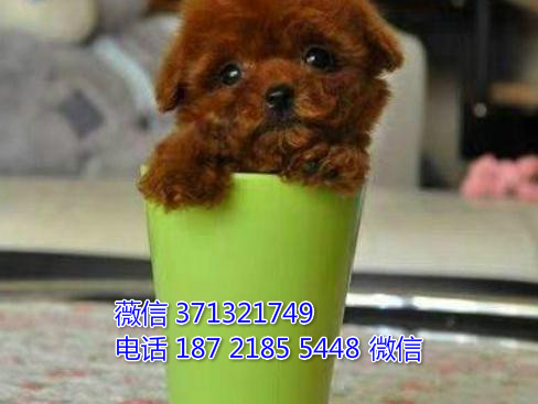 泰迪出售纯种，茶杯泰迪犬狗狗 深圳泰迪狗狗出售